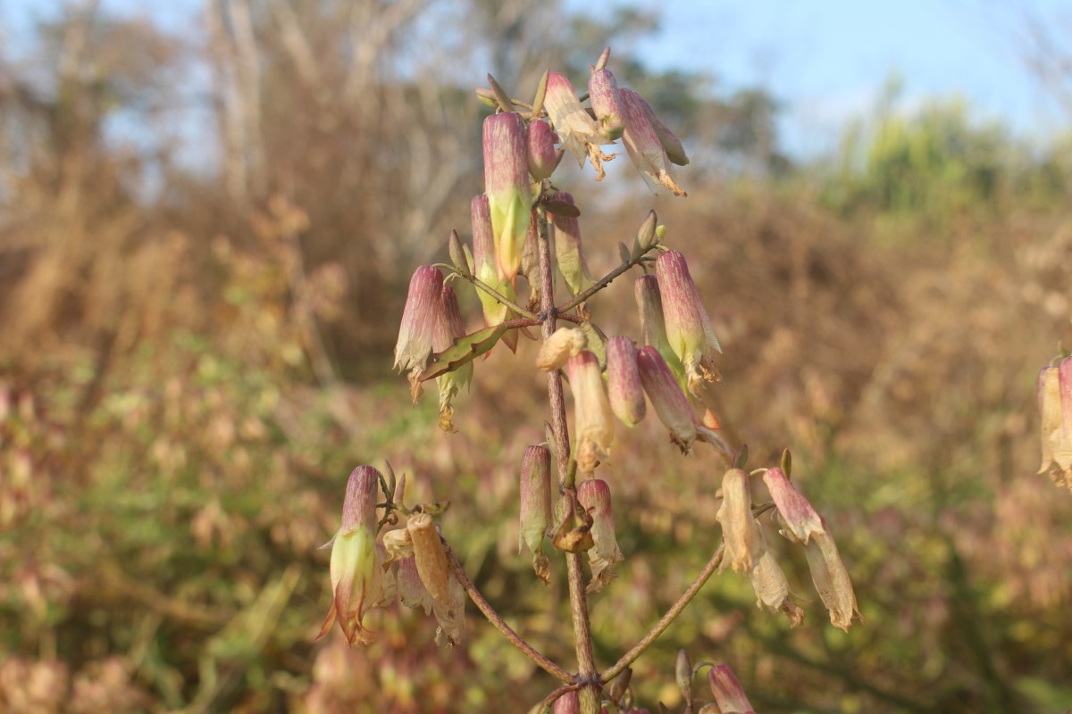 Kalanchoe pinnata (Lam.) Pers.